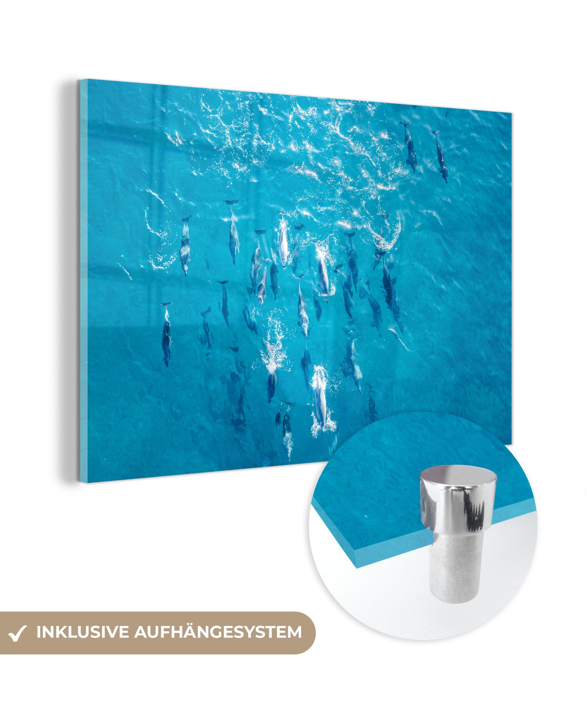 MuchoWow Acrylglasbild Delfin - Wasser - Meer, (1 St), Acrylglasbilder Wohnzimmer & Schlafzimmer