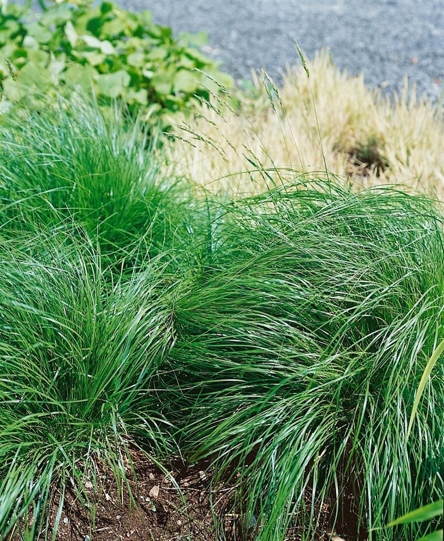 Pflanzen für Dich Gräser Sporobolus heterolepis, 1 St., Präriegras, Tautropfengras, duftgras, herbstfärbung orange