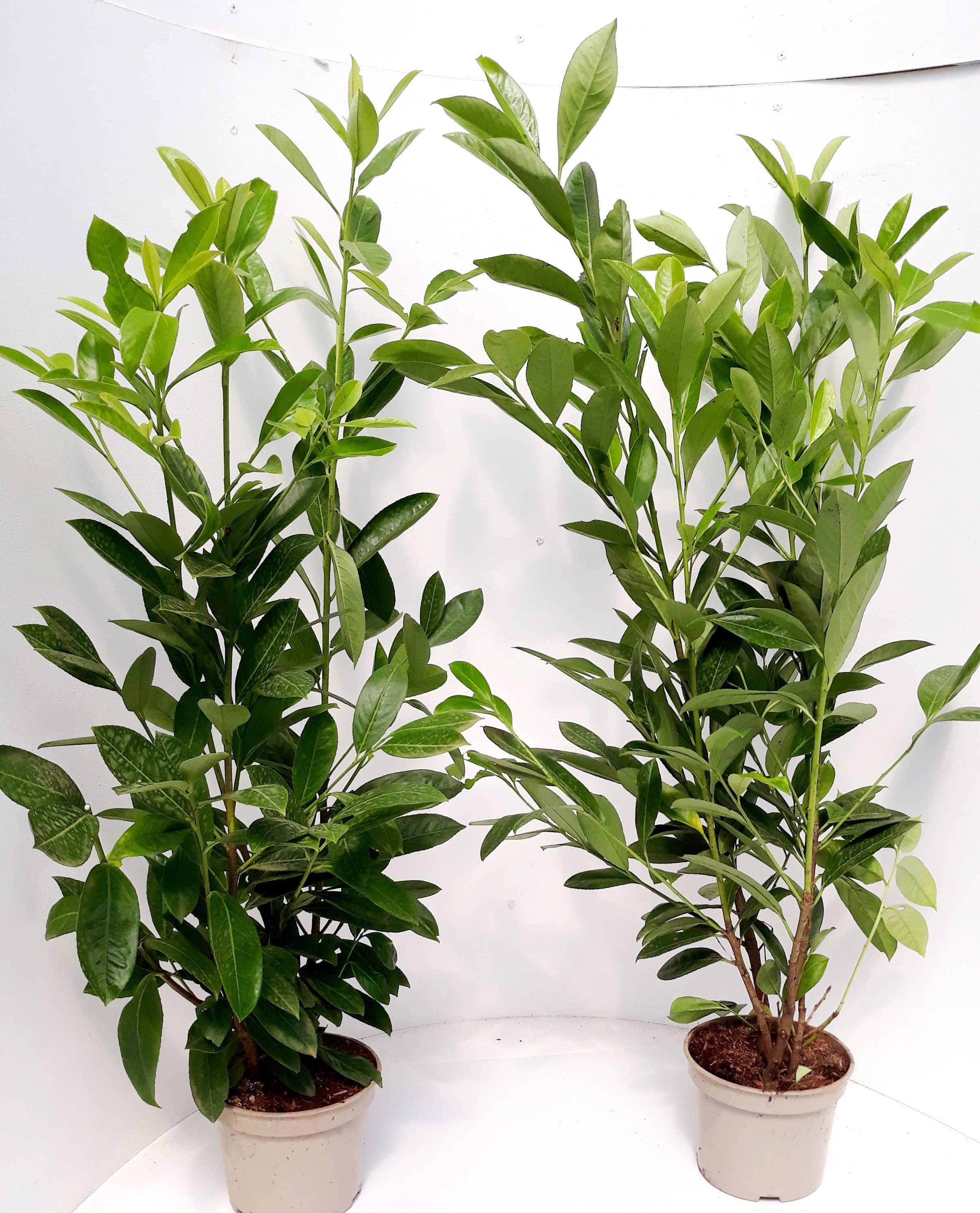 Pflanzen Böring (302024242652) Hecken 10 Prunus Caucasica, 80-100 cm ab Topf, Lorbeer. Heckenpflanzen