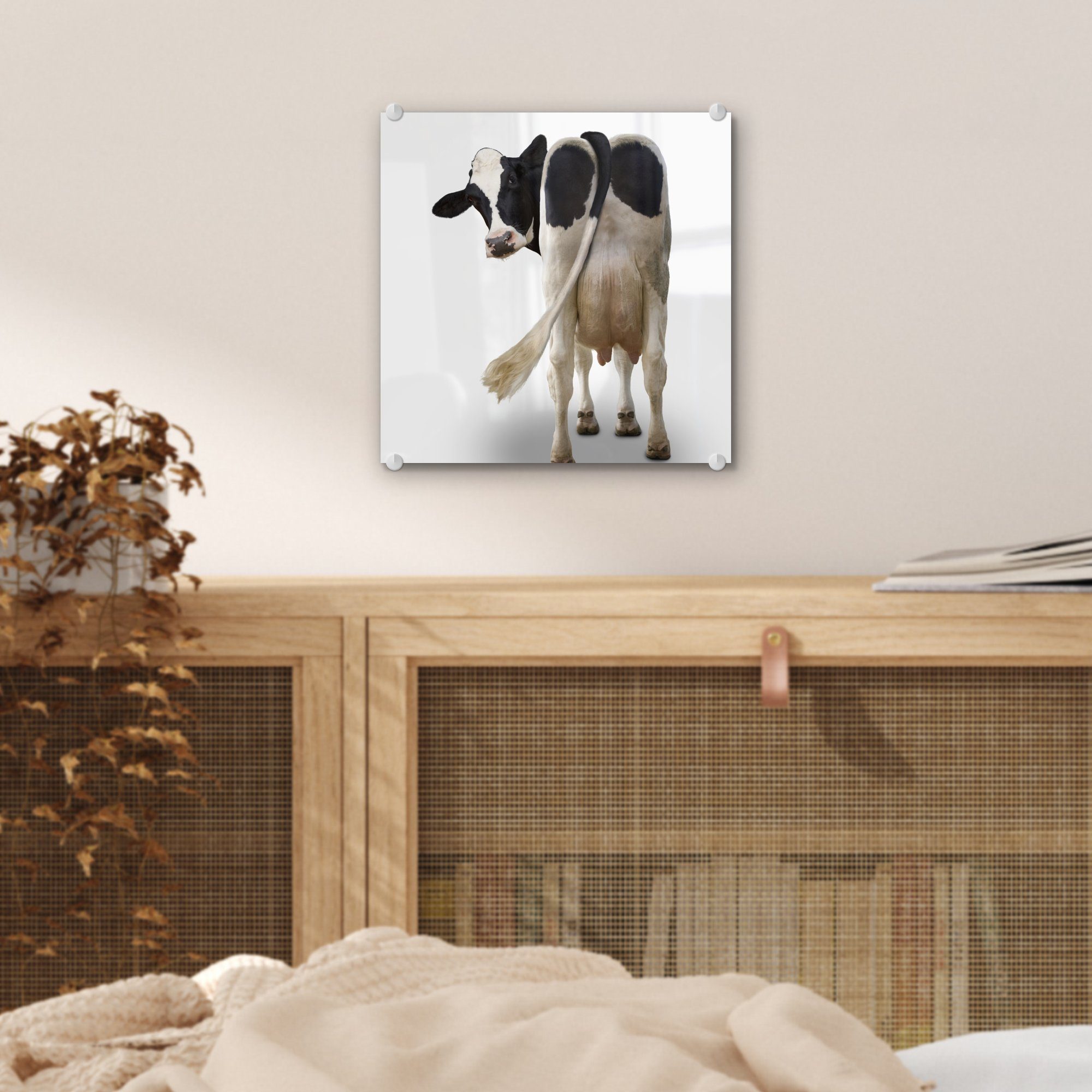 MuchoWow Acrylglasbild Kuh schaut von Wanddekoration die hinten - Kamera (1 St), Glas Bilder auf - Glas Hintergrund, Foto - in auf weißem Wandbild Glasbilder auf