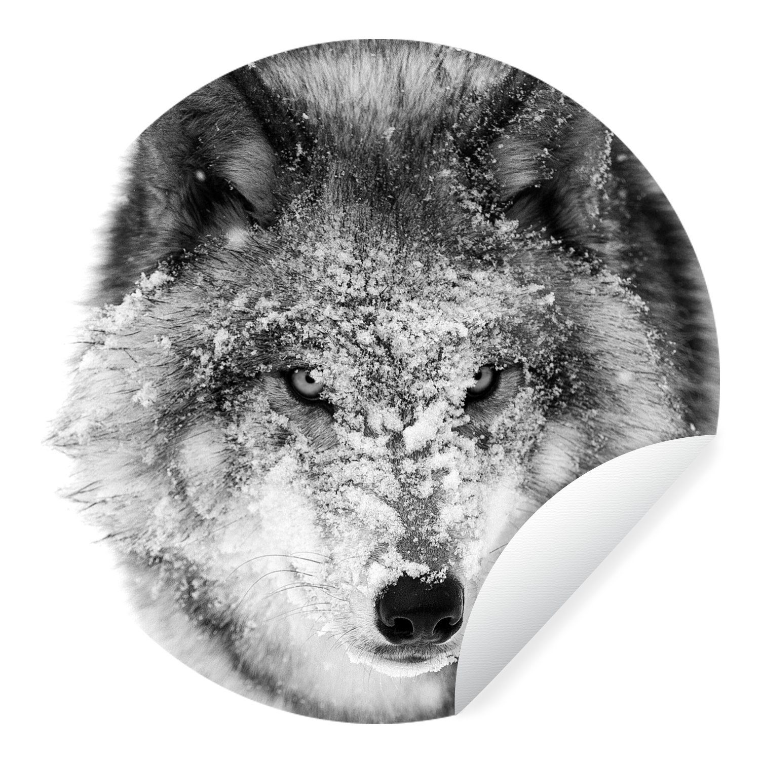 MuchoWow Wandsticker Wolf mit verschneitem Kopf in schwarz-weiß (1 St), Tapetenkreis für Kinderzimmer, Tapetenaufkleber, Rund, Wohnzimmer