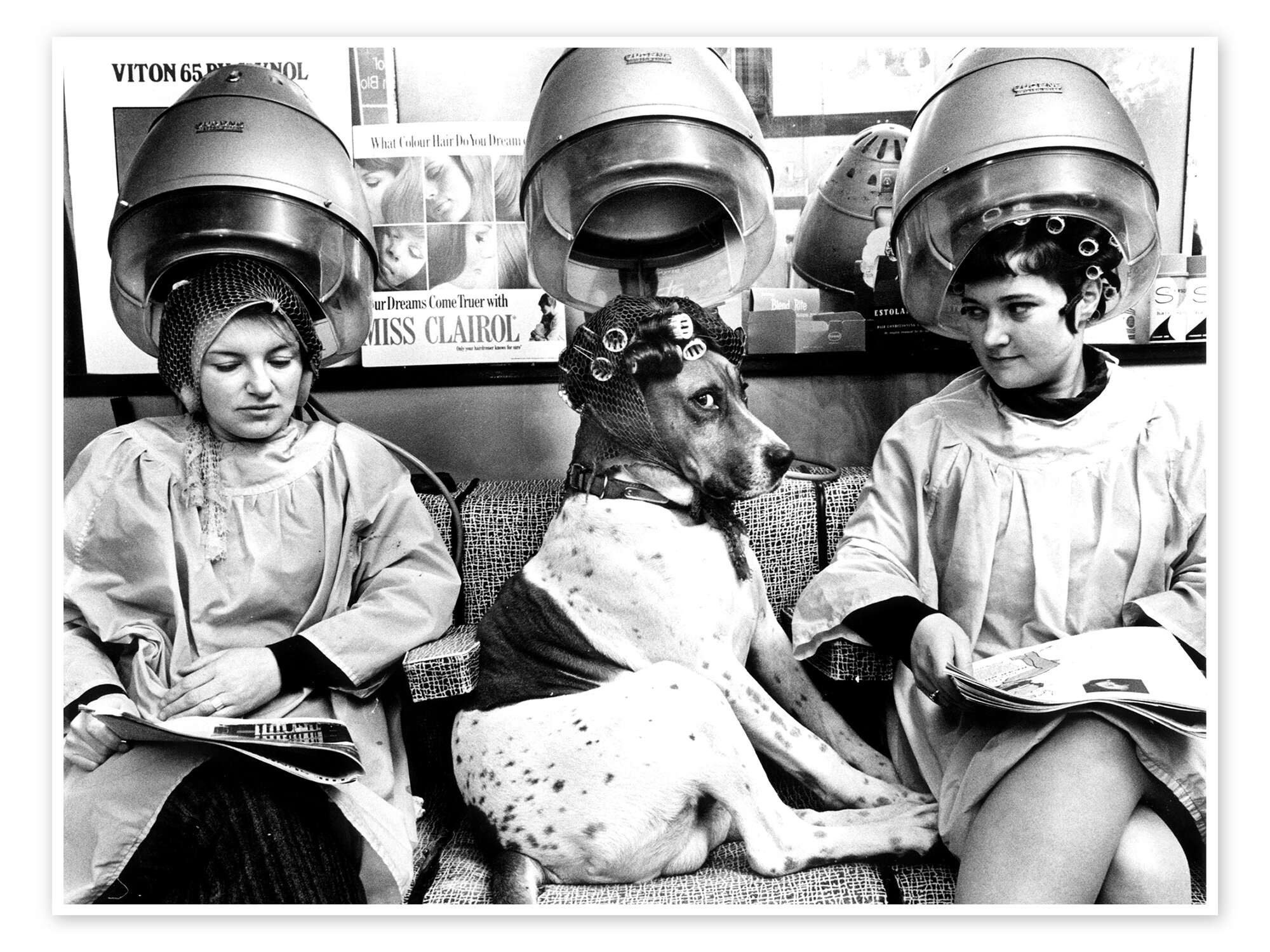 Posterlounge Wandbild Hund mit Lockenwicklern beim Friseur, John Drysdale, erhältlich als Poster, Leinwandbild, Wandsticker oder Acrylglasbild