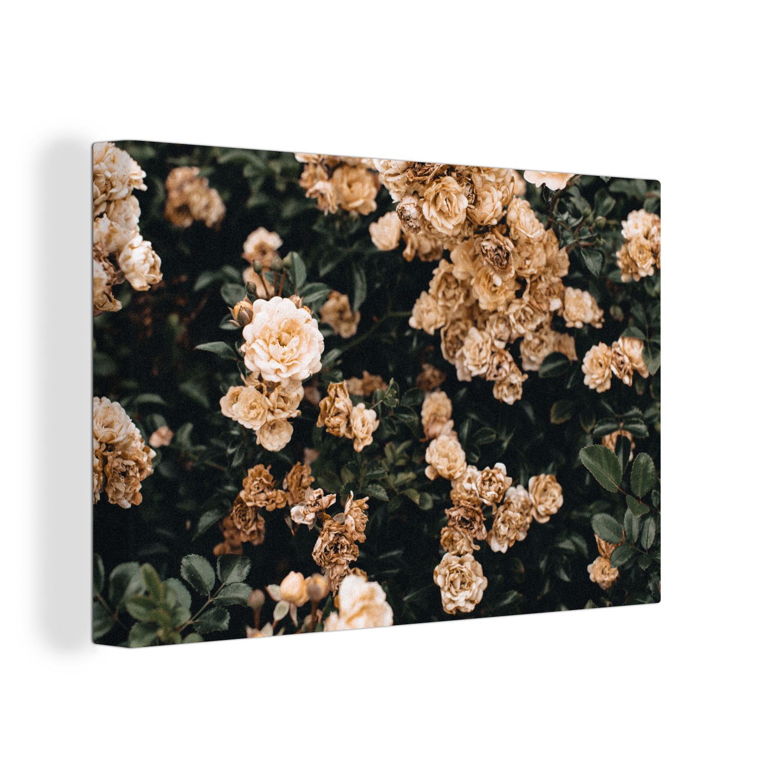 OneMillionCanvasses® Leinwandbild Rosenstrauch - Blumen - Blätter, (1 St), Wandbild Leinwandbilder, Aufhängefertig, Wanddeko, 30x20 cm