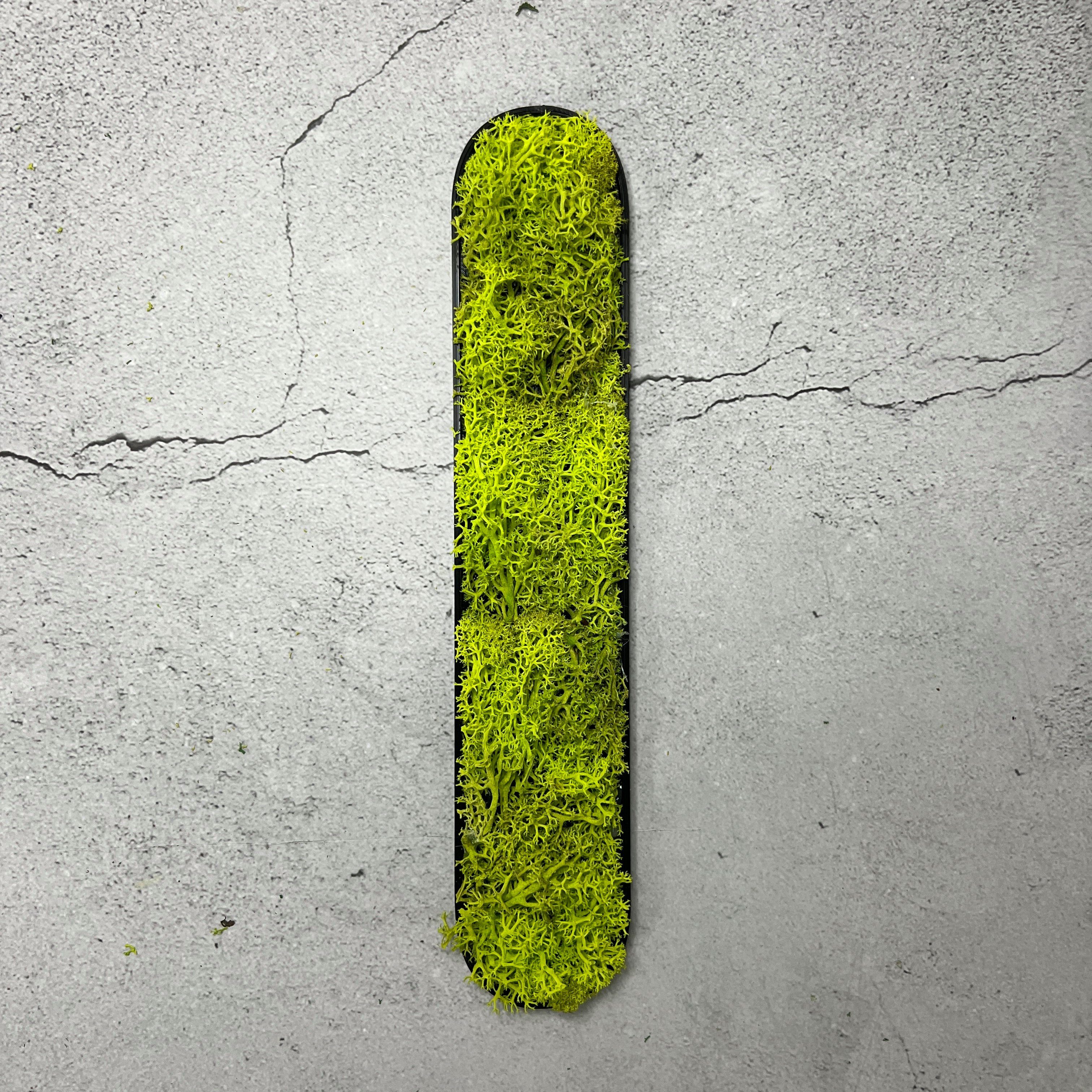 dixtime Wanddekoobjekt das Set – springgrün 0% - Immergrün MOIN, ganze Islandmoos Jahr Pflege