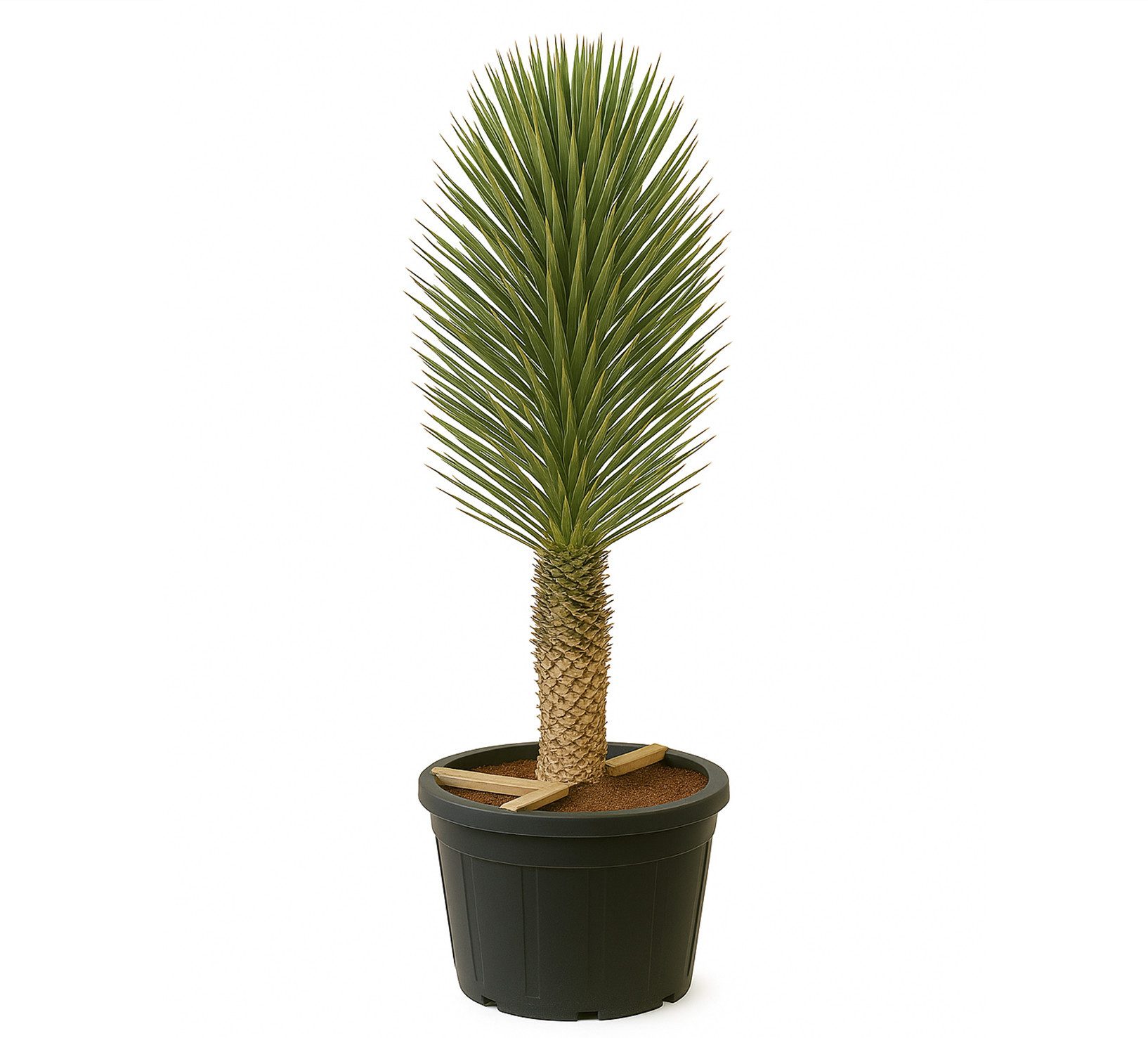 Palms-Store Baum Yucca Palme Filifera ca. 200cm, 1 St., Baumartiger Wuchs, Stark verzweigt, Blätter mit Faserfransen