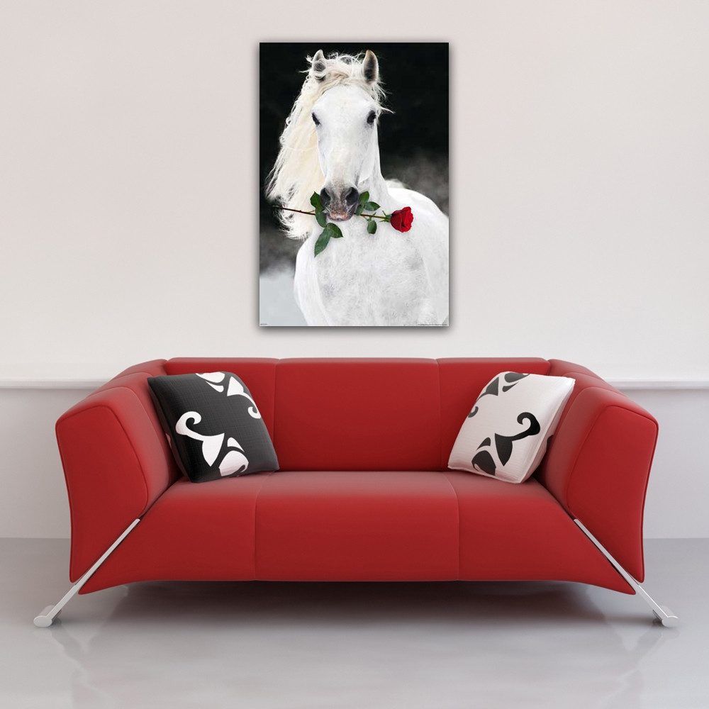 Poster Pferde - Poster - Lipizzaner günstig online kaufen