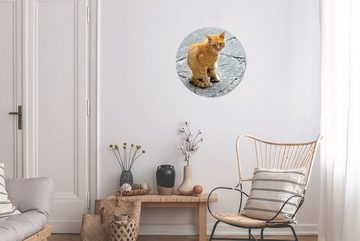 MuchoWow Gemälde Katze - Rot - Straße - Mädchen - Kinder - Jungen - Kind, (1 St), Kreis Wanddekoration Forex, Rundes Wandbild, Wohnzimmer, 30x30 cm