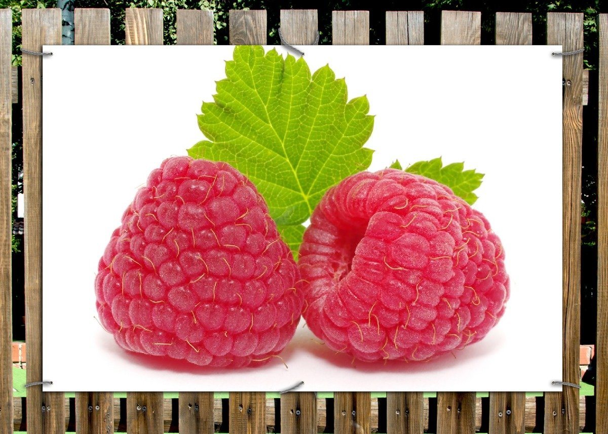 Thumbnail - Wallario Sichtschutzzaunmatten Himbeeren mit grünem Blatt auf weißem Grund