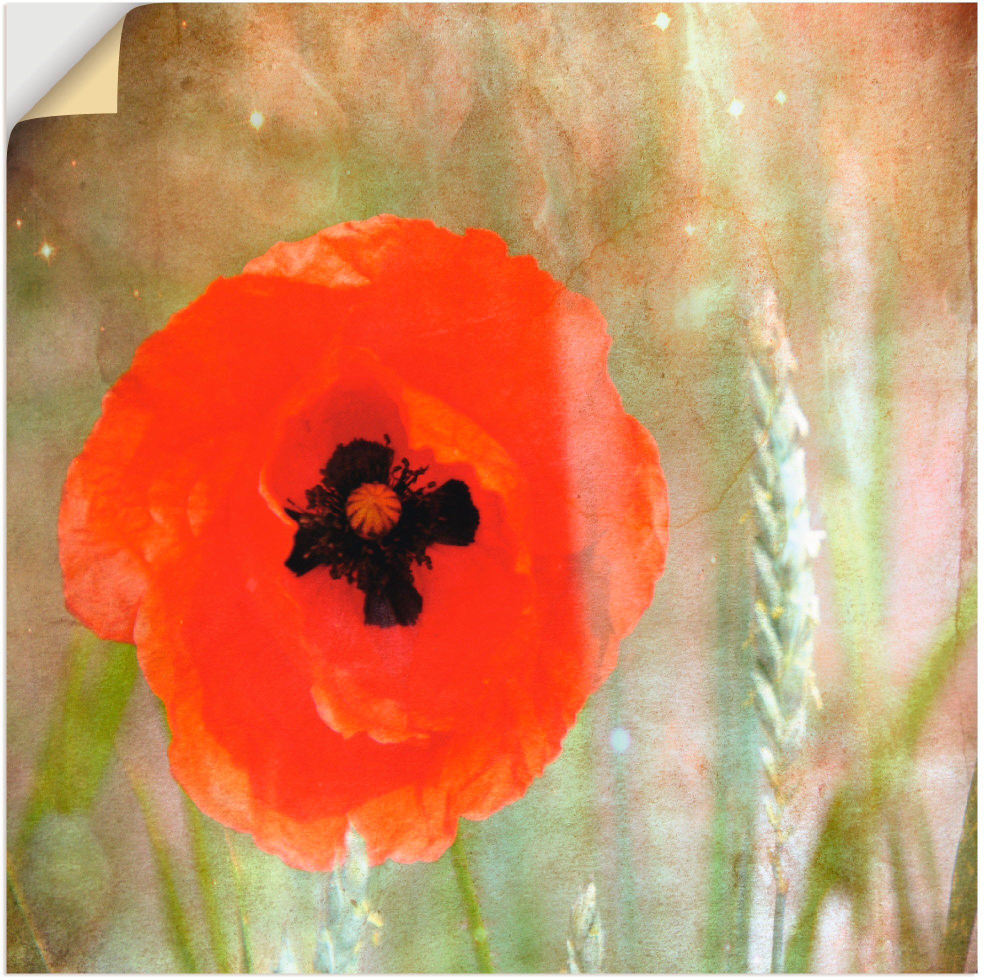 Artland Wandbild Mohn, Blumen (1 St), als Alubild, Leinwandbild, Wandaufkleber oder Poster in versch. Größen