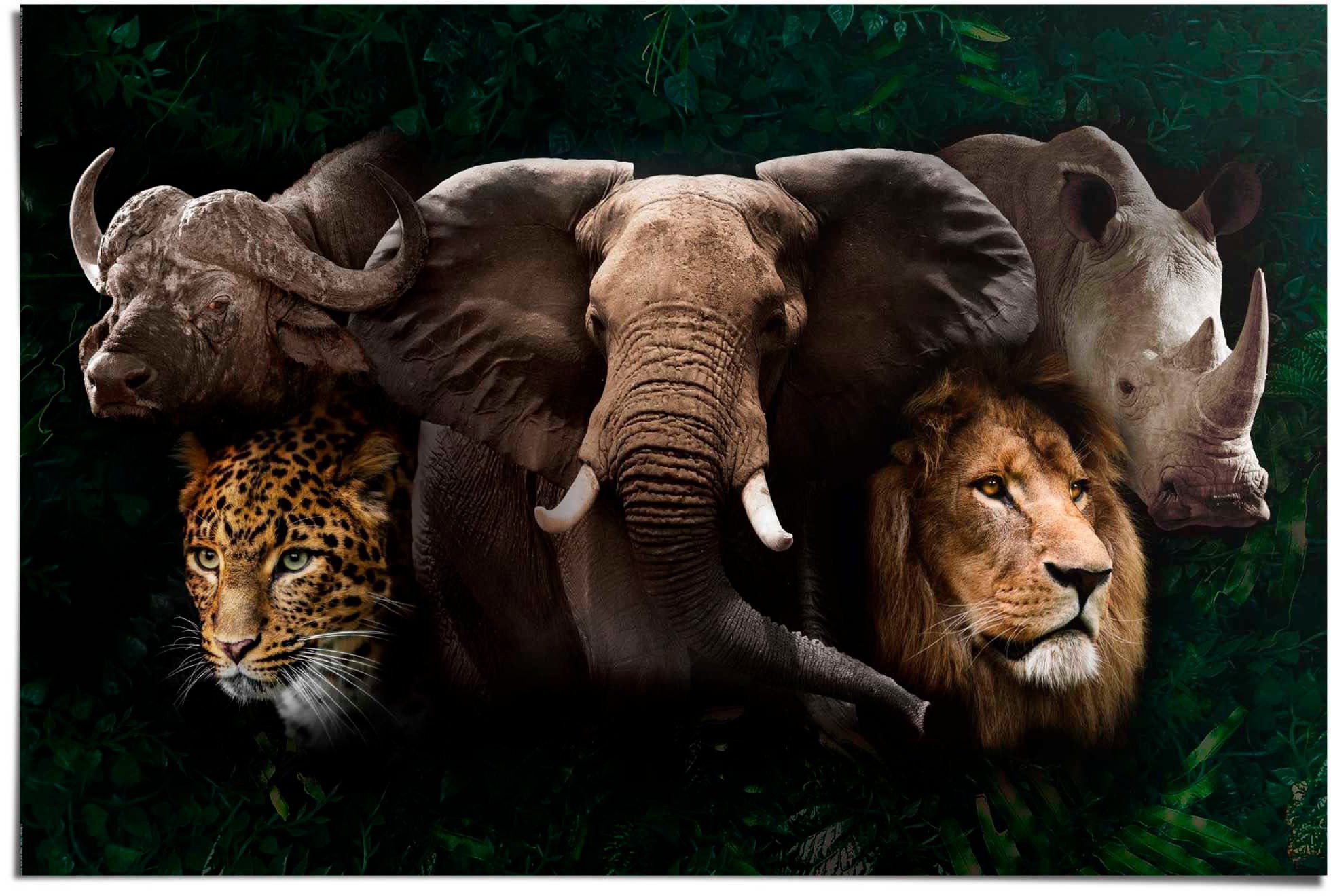 Reinders! Poster The big five günstig online kaufen