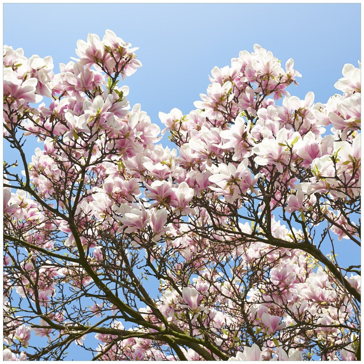 Tisch Ikea geeignet Himmel Lack für Wallario Magnolien-Blüten (1 Schöne St), Tischplatte rosa vor blauem