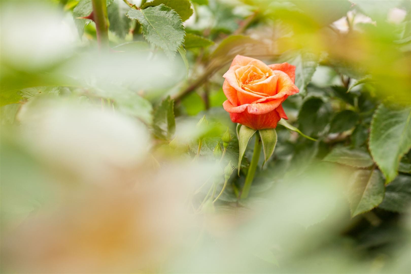 Pflanzen für Dich Rose Rosa Kleopatra