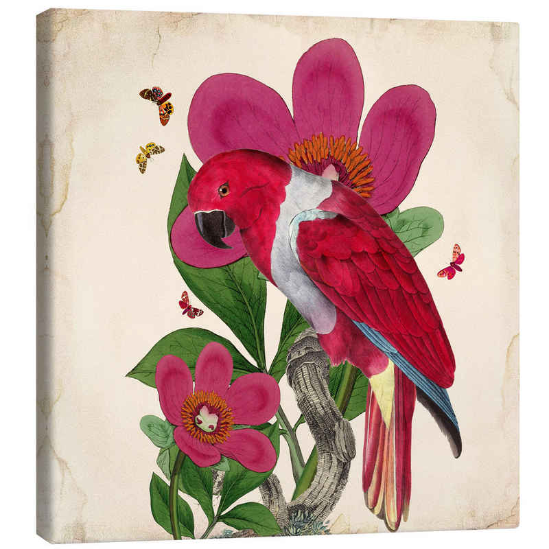 Posterlounge Leinwandbild Mandy Reinmuth, Exotische Papageien VI, Wohnzimmer Vintage Illustration
