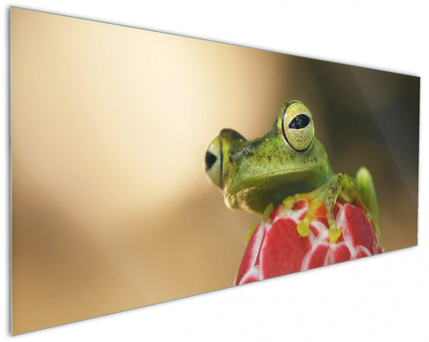 Wallario Küchenrückwand Frosch sitzt auf einer Knospe, (1-tlg)