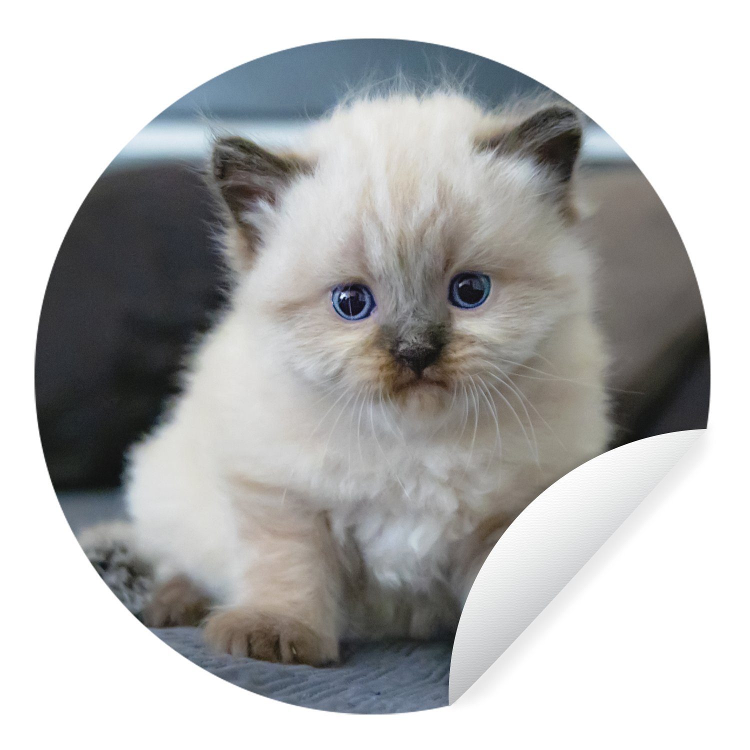 MuchoWow Wandsticker Kätzchen - Katze - Tier (1 St), Tapetenkreis für Kinderzimmer, Tapetenaufkleber, Rund, Wohnzimmer