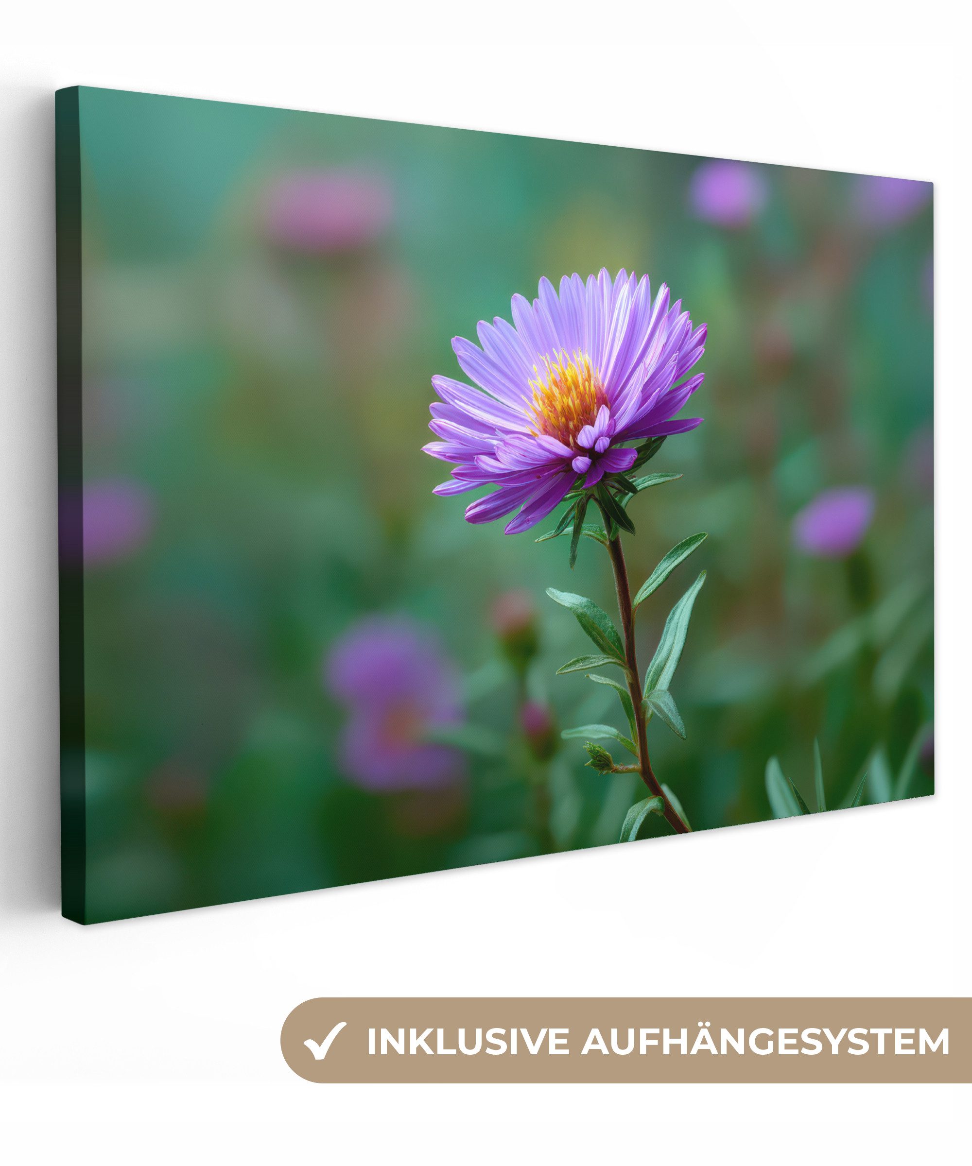 OneMillionCanvasses® Leinwandbild Aster - Lila - günstig online kaufen