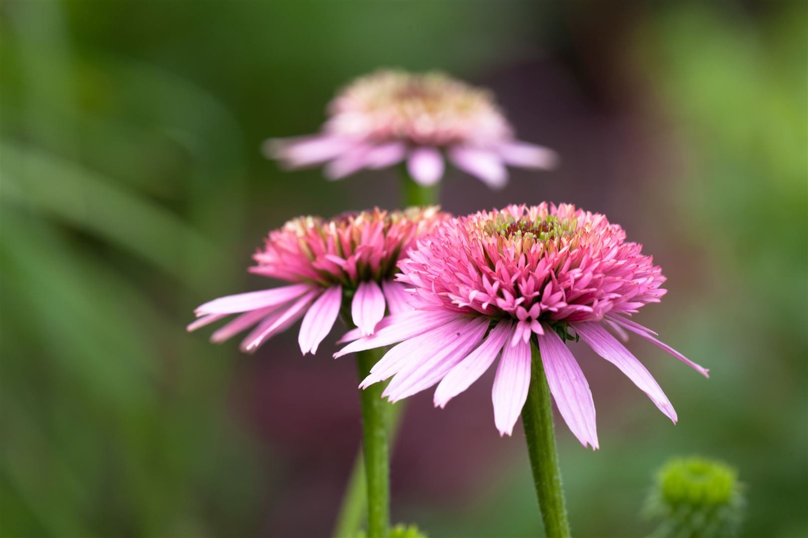 Pflanzen für Dich Staude Echinacea purpurea, 1 St., Roter Sonnenhut, Purpur-Sonnenhut – Bild 5 von 5