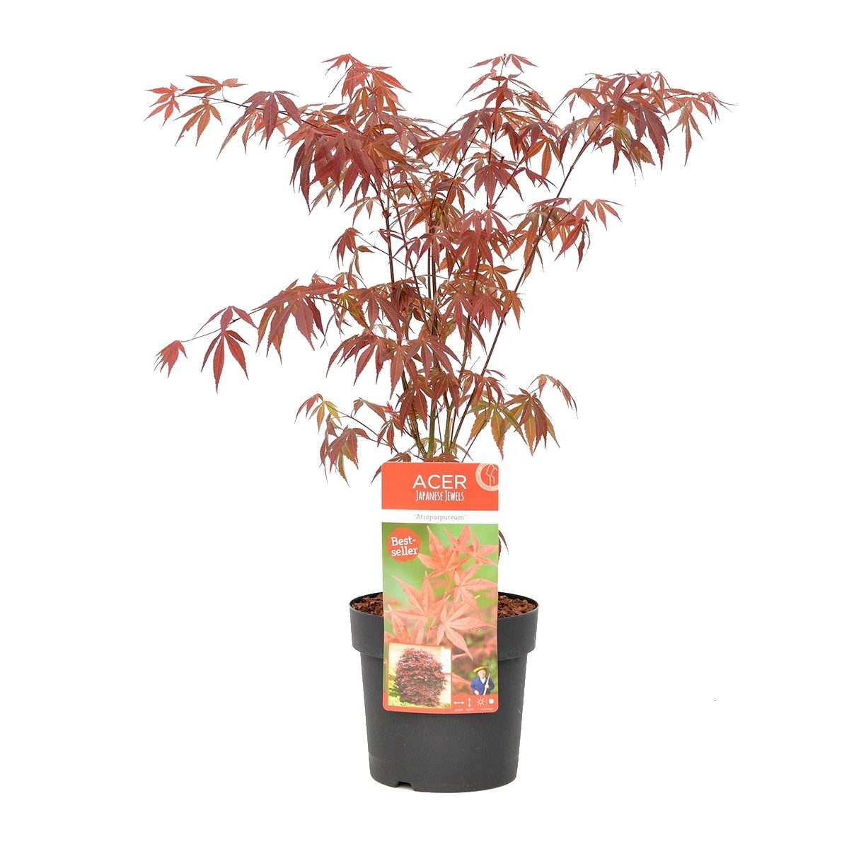 Bloomique Zierstrauch Bloomique - Acer Palmatum Atropurpureum - Japanischer Ahorn - Buntes L, 1 St.