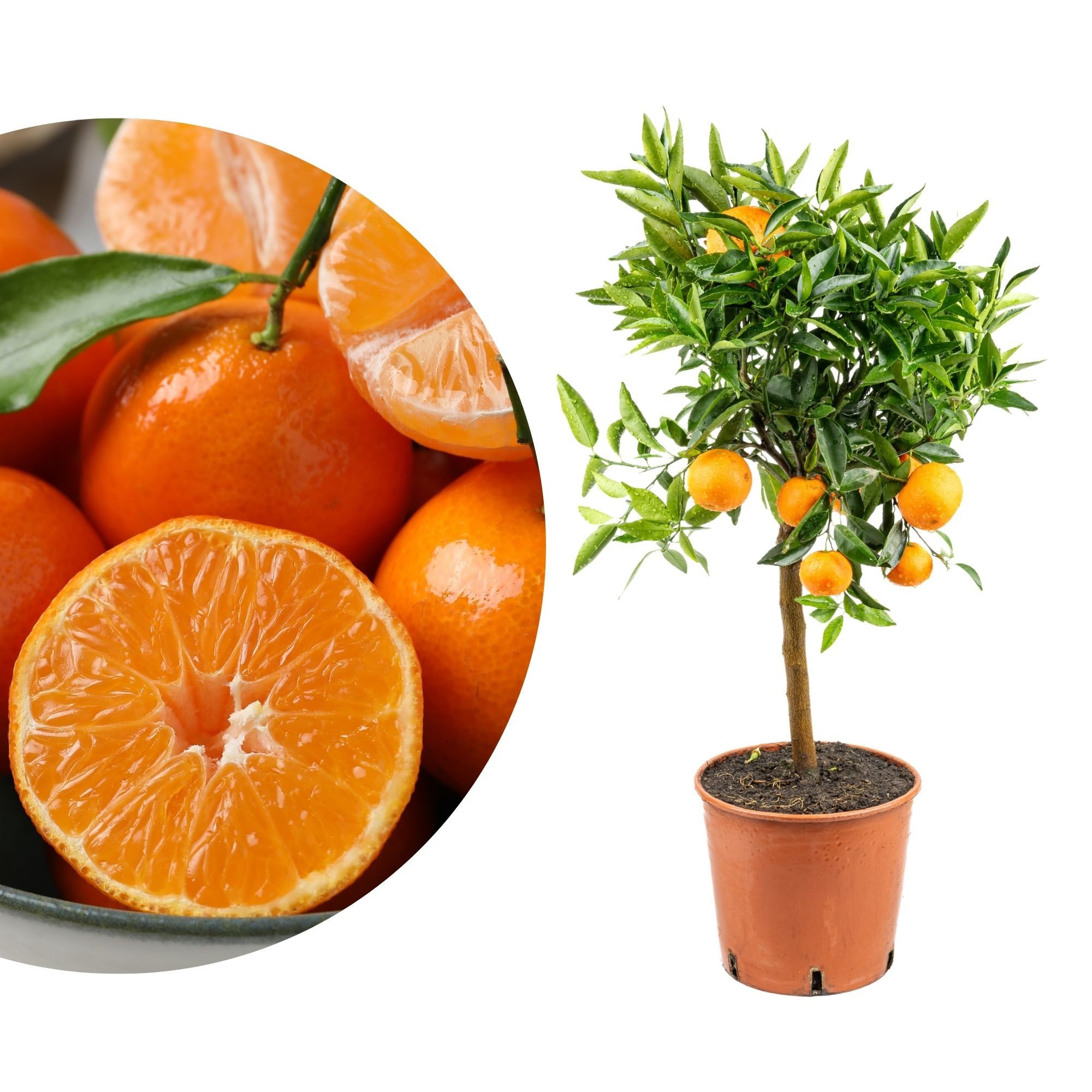 Meine Orangerie Clementinenbaum Citrus clementina - Citrus reticulata 'Clementine', echte Clementine, professionell veredelter und fruchtreifer Zitrusbaum