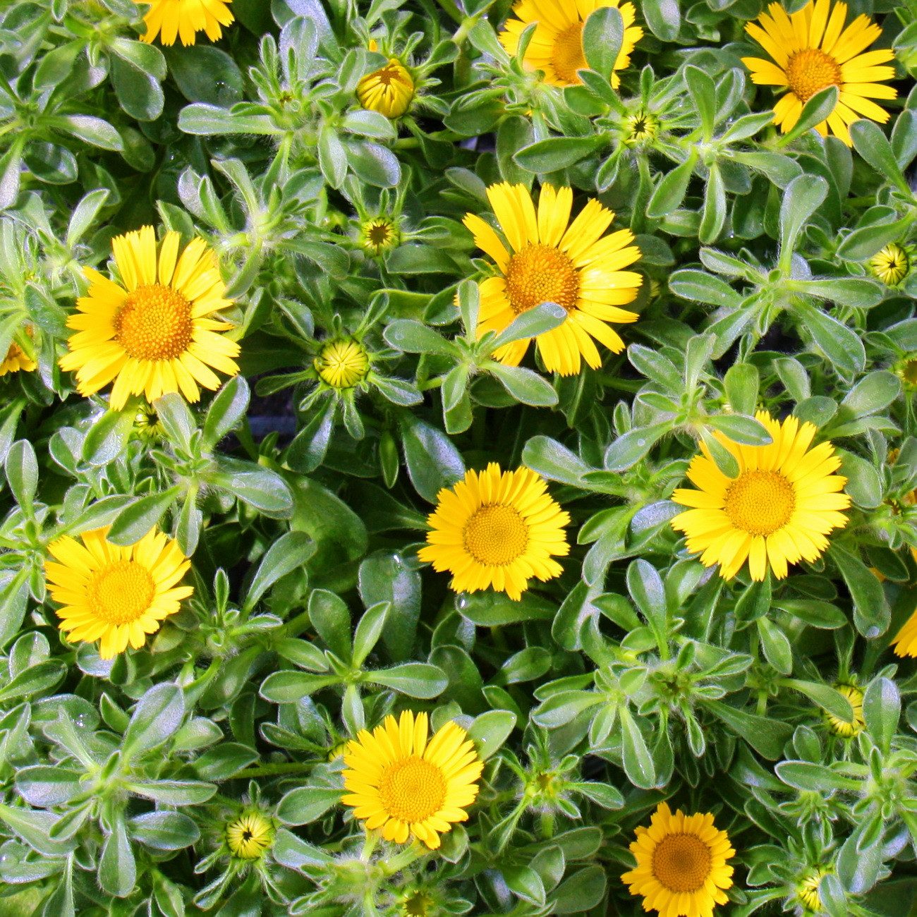 Exotenherz Beetpflanze Goldtaler Dukatenblume Asteriscus maritimus 11cm Topf Set 3 Pflanzen