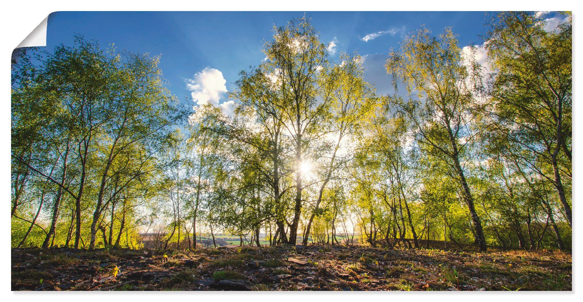 Artland Wandbild Frühlingssonne, Wald (1 St), als Alubild, Leinwandbild, Wandaufkleber oder Poster in versch. Größen