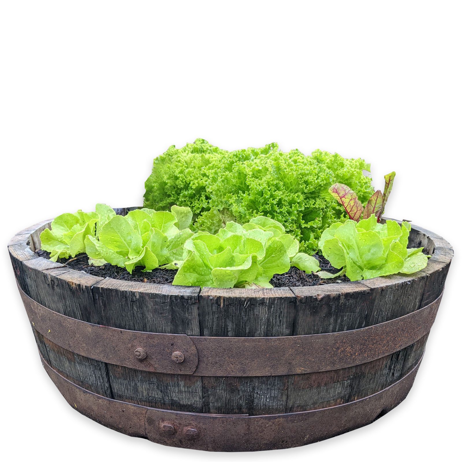 Temesso Vogeltränke Whiskyfass Abschnitt als Vogeltränke / Pflanzschale: Höhe ca. 18 cm