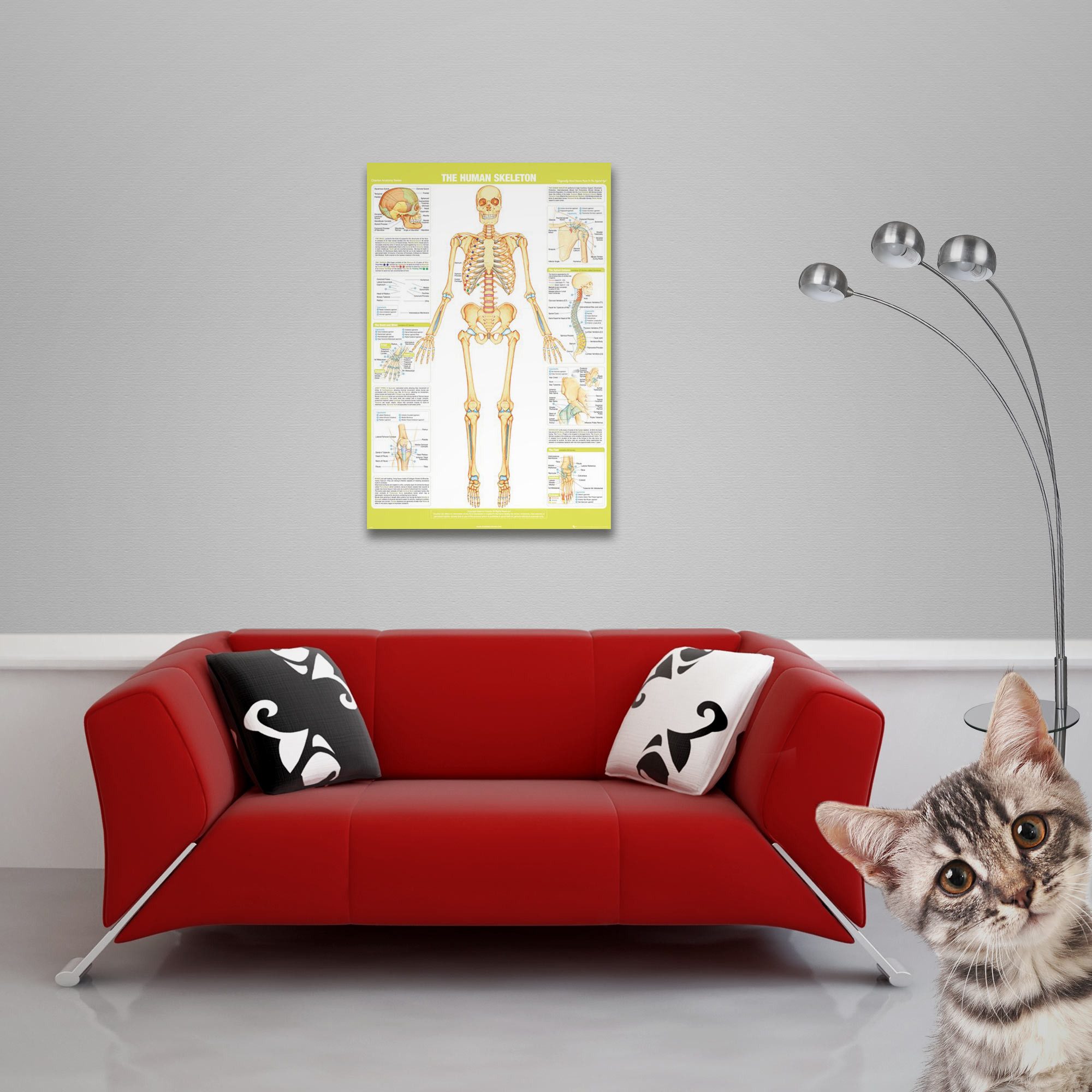 Poster Educational - Bildung - Poster - Chartex - Skeleton günstig online kaufen