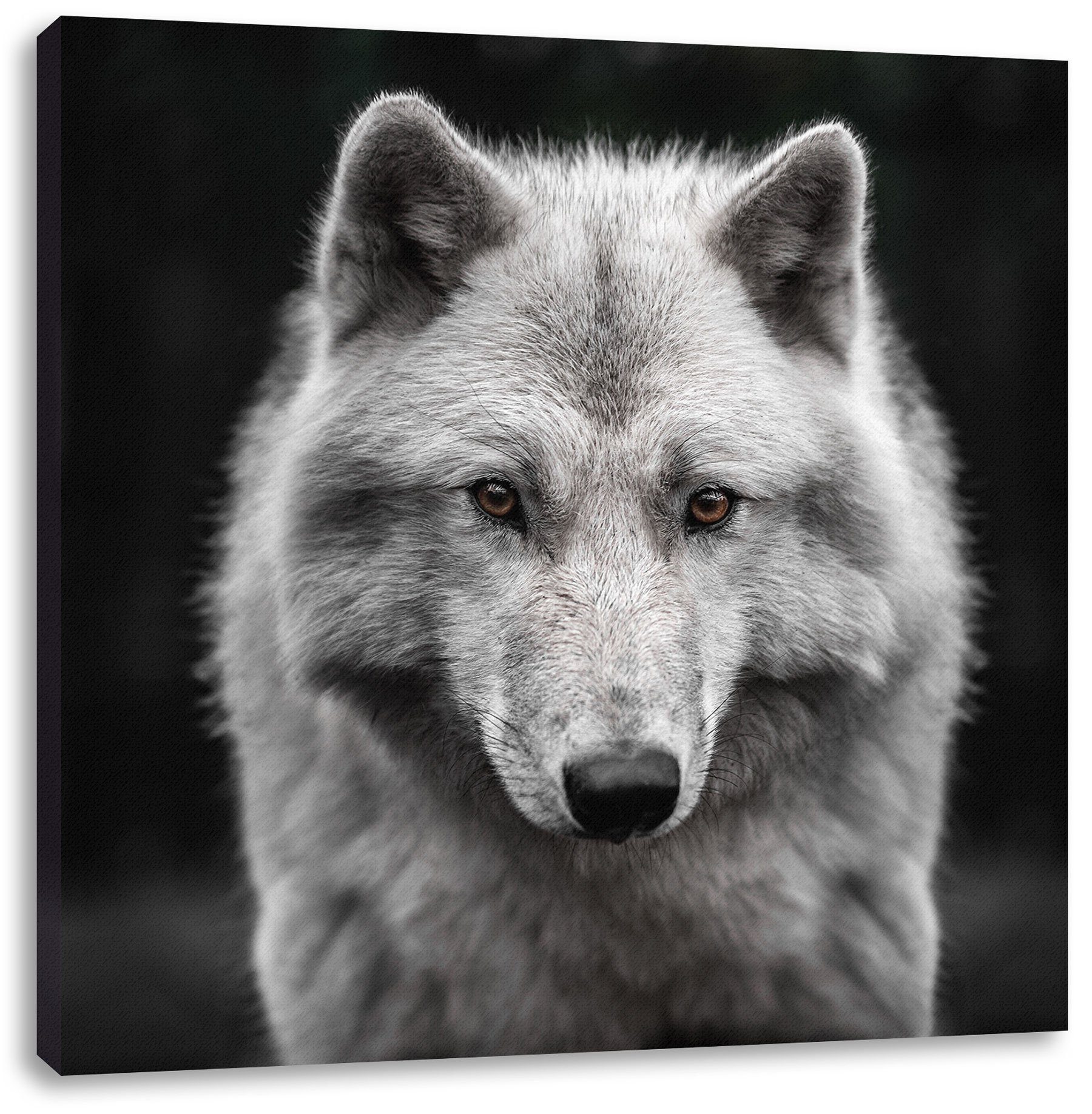 (1 Leinwandbild Nahaufnahme Nahaufnahme junger inkl. fertig Pixxprint Polarwolf junger Zackenaufhänger Polarwolf, Leinwandbild bespannt, St),