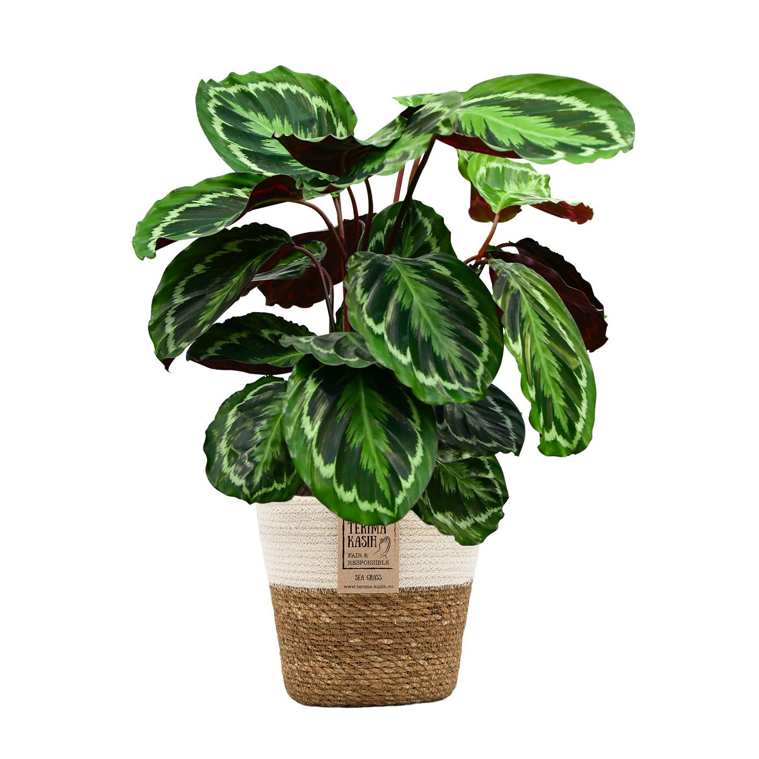 Green Me Up Zimmerpflanze Calathea Medallion No.19, im 19 cm Topf, 50–60 cm hoch, Korbmarante groß, ungiftige Zimmerpflanze