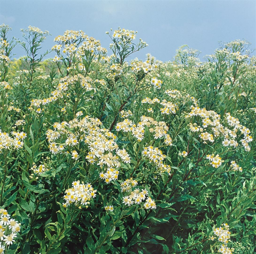 Pflanzen für Dich Staude Aster umb. Weißer Schirm, 1 St., Doldige Aster, Weißer Schirm