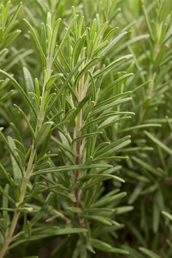 Pflanzen für Dich Staude Rosmarinus officinalis, 1 St., Rosmarin