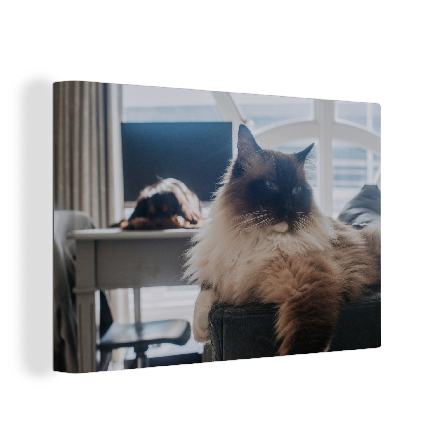 OneMillionCanvasses® Leinwandbild Eine ruhende Ragdoll-Katze, (1 St), Wandbild Leinwandbilder, Aufhängefertig, Wanddeko, 30x20 cm