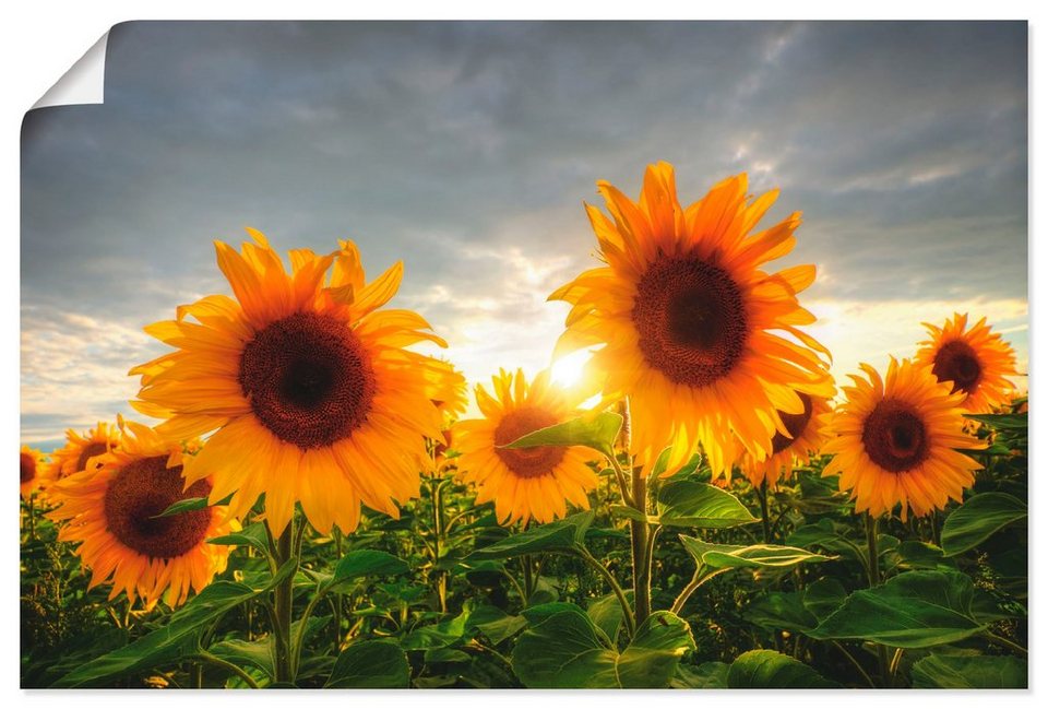 Artland Wandbild Sonnenblumen II, Blumen (1 St), als Alubild, Leinwandbild,  Wandaufkleber oder Poster in versch. Größen, Fertig zum Aufhängen für  einfache Montag