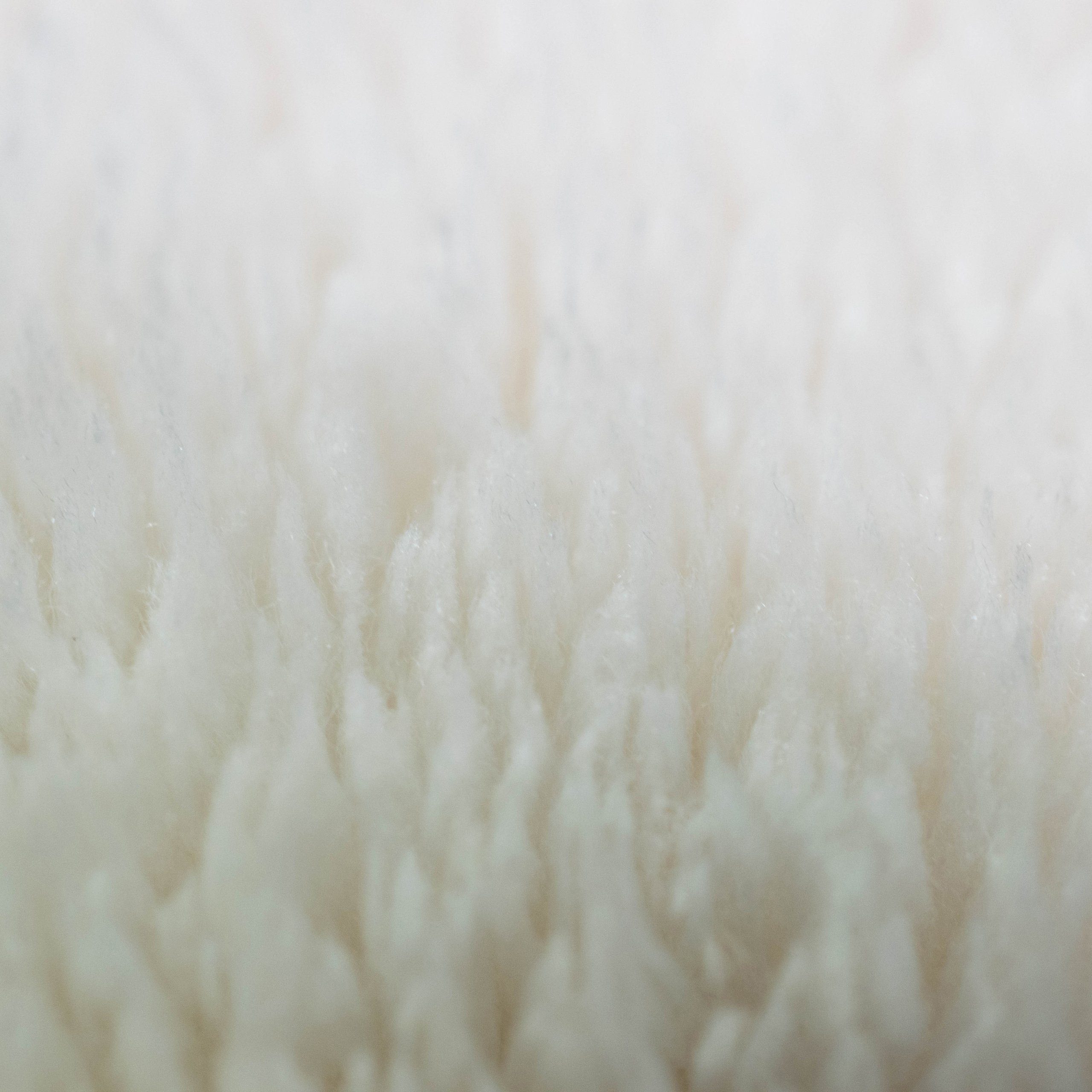 Carpetia Teppich Badezimmer Teppich mit abgerundeten Ecken, waschbar, in creme, rechteckig, Höhe: 16 mm