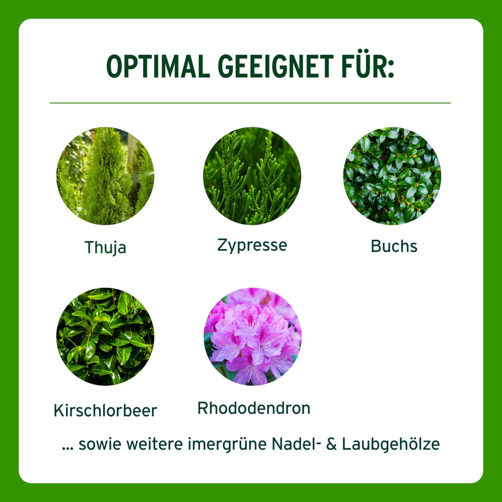 Substral Spezialdünger Thuja-Vital Koniferen Grün, Flüssigdünger Konzentrat, 500 ml