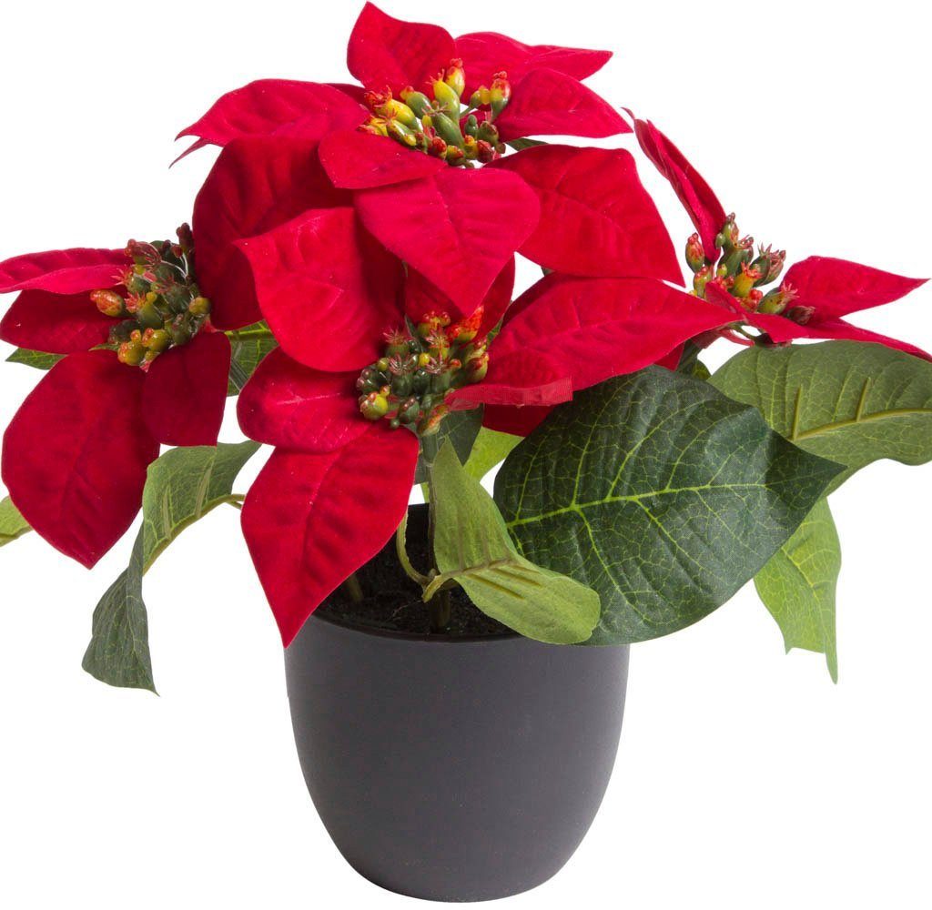 Kunstblume »Poinsettie mit 4 Blüten« Poinsettie, Botanic-Haus, Höhe 22 cm-Otto