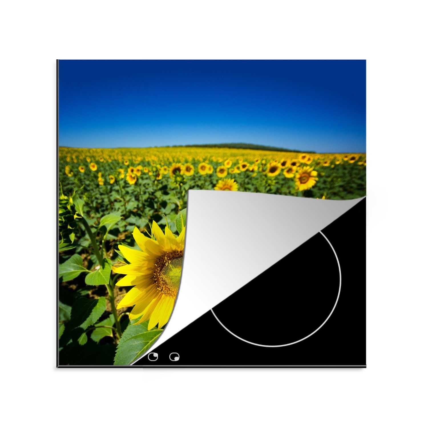 (1 blauen einem für Himmel, Sonnenblumen MuchoWow küche cm, Ceranfeldabdeckung, Arbeitsplatte klaren Vinyl, tlg), Herdblende-/Abdeckplatte unter 78x78