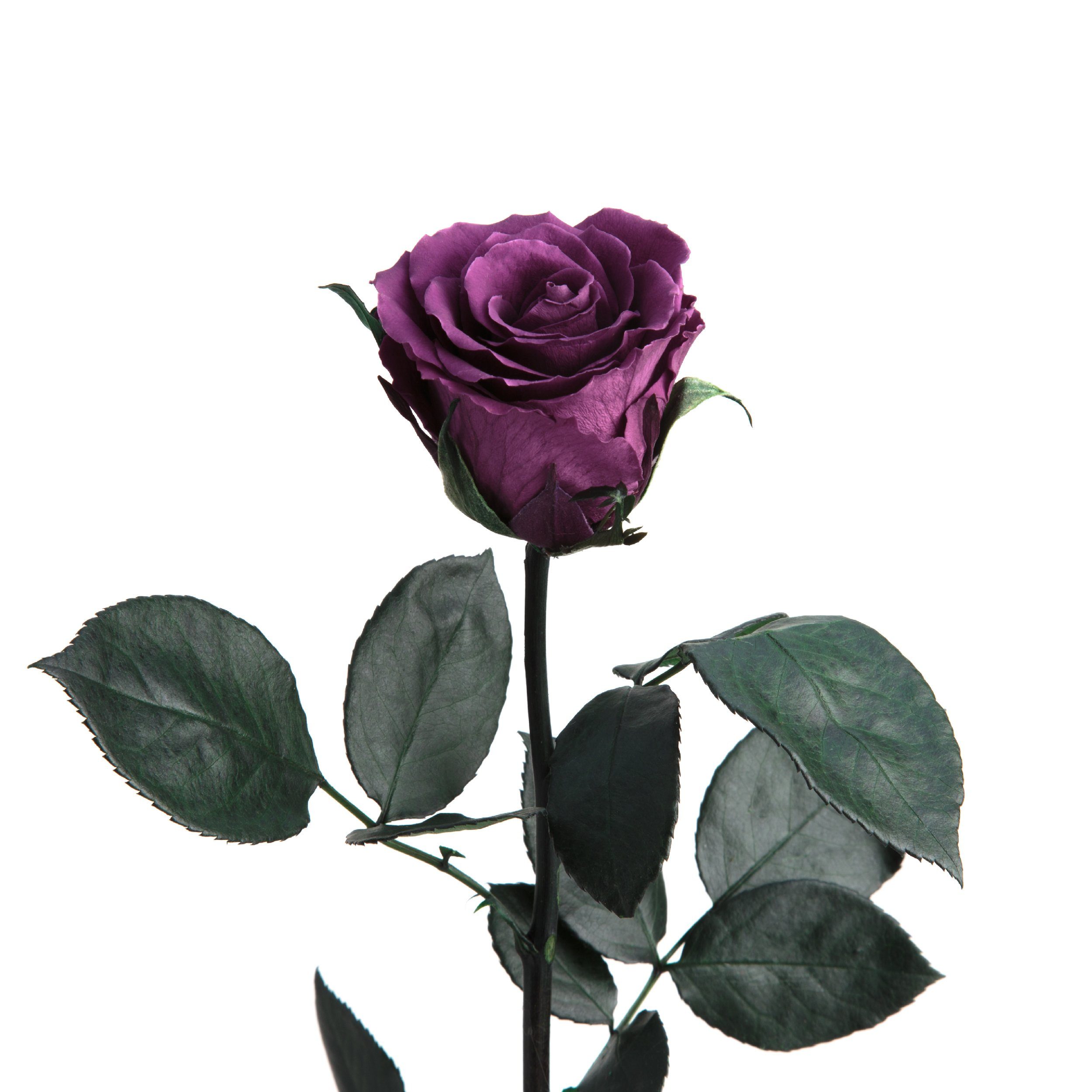 Kunstblume Ewige Rose konserviert mit Stiel günstig online kaufen