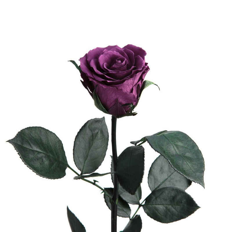 Kunstblume Ewige Rose konserviert mit Stiel echte haltbare Rose Infinity Rose, ROSEMARIE SCHULZ Heidelberg, Höhe 50 cm, Liebesbeweis Geschenk für sie Rose