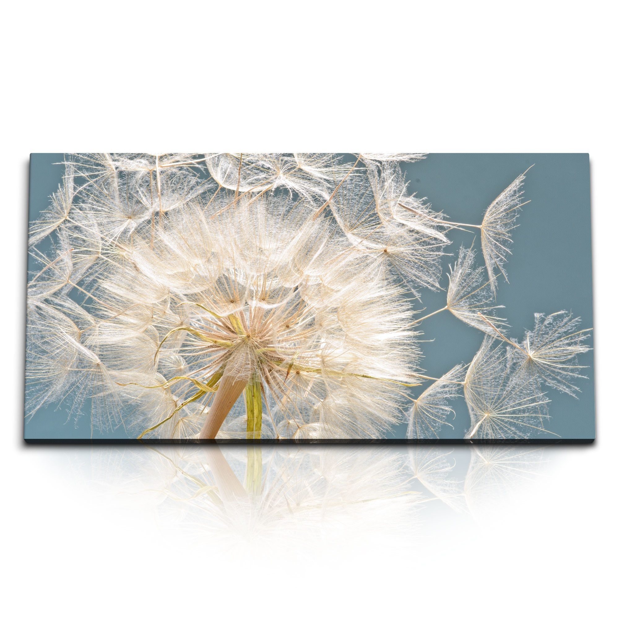 Leinwandbild Kunstdruck Bilder 120x60cm Pusteblume Löwenzahn Türkis Nahaufnahme Blu