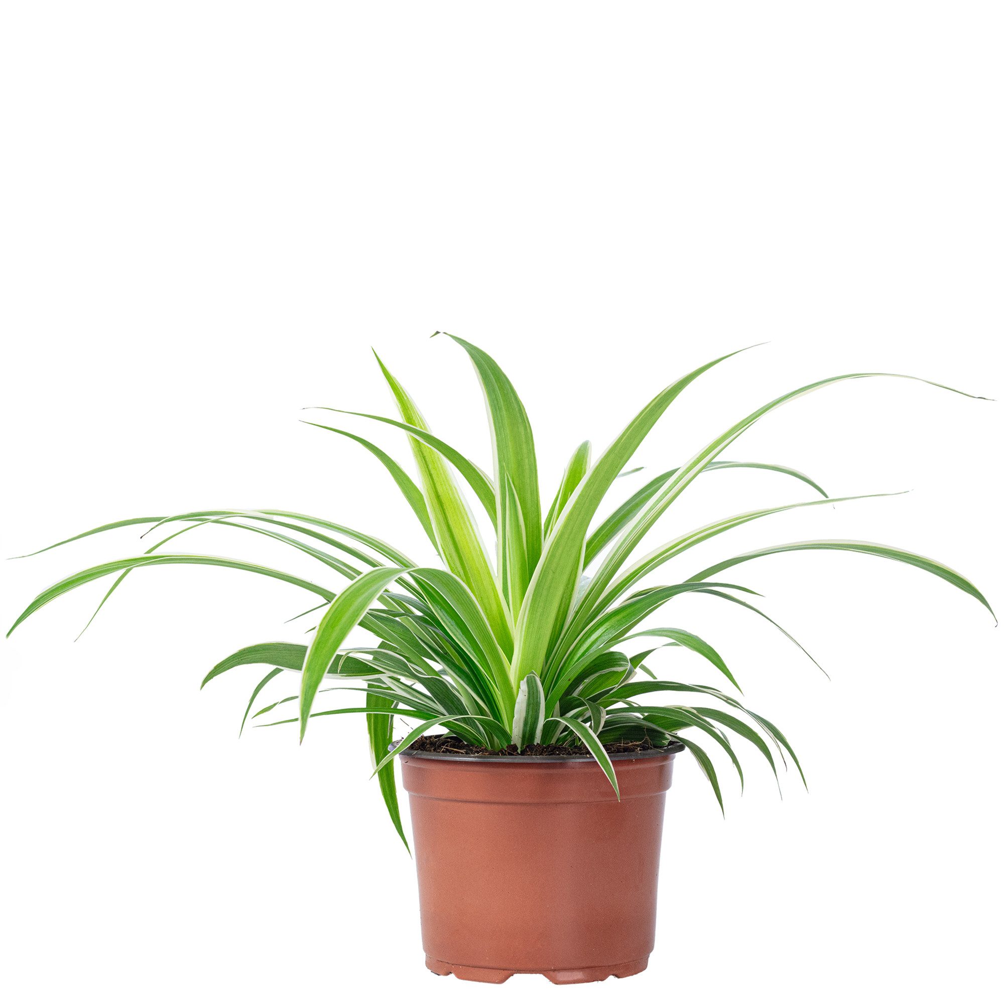 Zimmerpflanze Grünlilie "Ocean" - Chlorophytum Comosum
