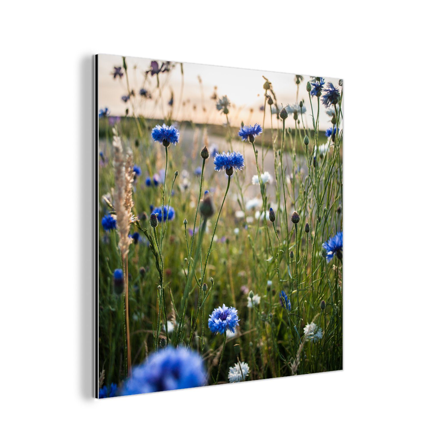 MuchoWow Metallbild Blumen - Sommer - Kornblume - Blau - Sonne - Wolken, (1 St), Alu-Dibond-Druck, Gemälde aus Metall, Aluminium deko