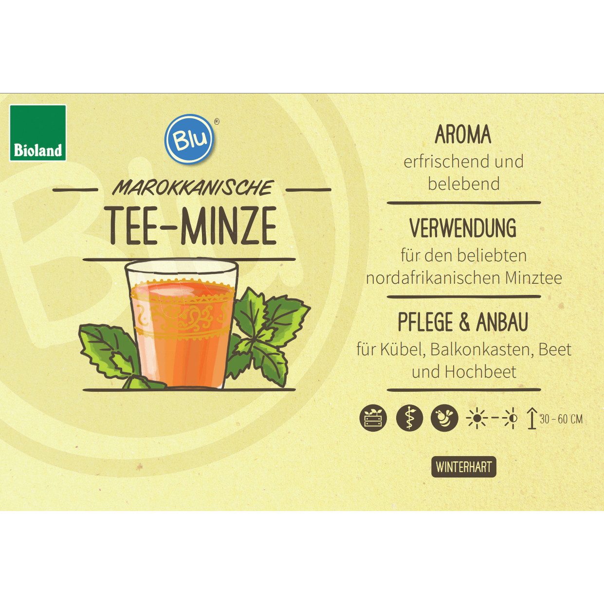 Exotenherz Gewürzkraut Marokkanische Tee-Minze Mentha spicata Kräuterpflanze im 12cm Topf