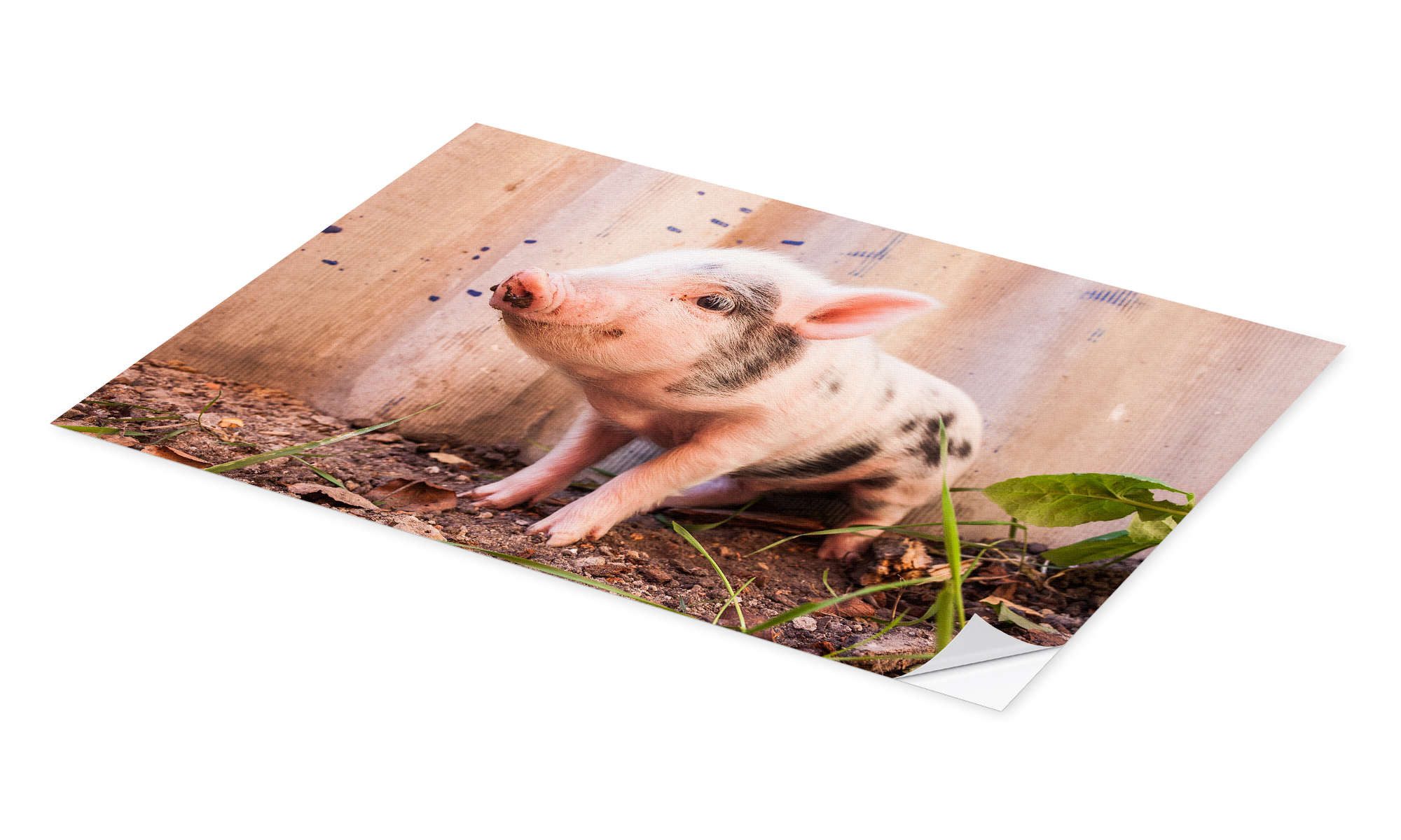 Posterlounge Wandbild Du kleines Ferkel, Editors Choice, erhältlich als Poster, Leinwandbild, Wandsticker oder Acrylglasbild