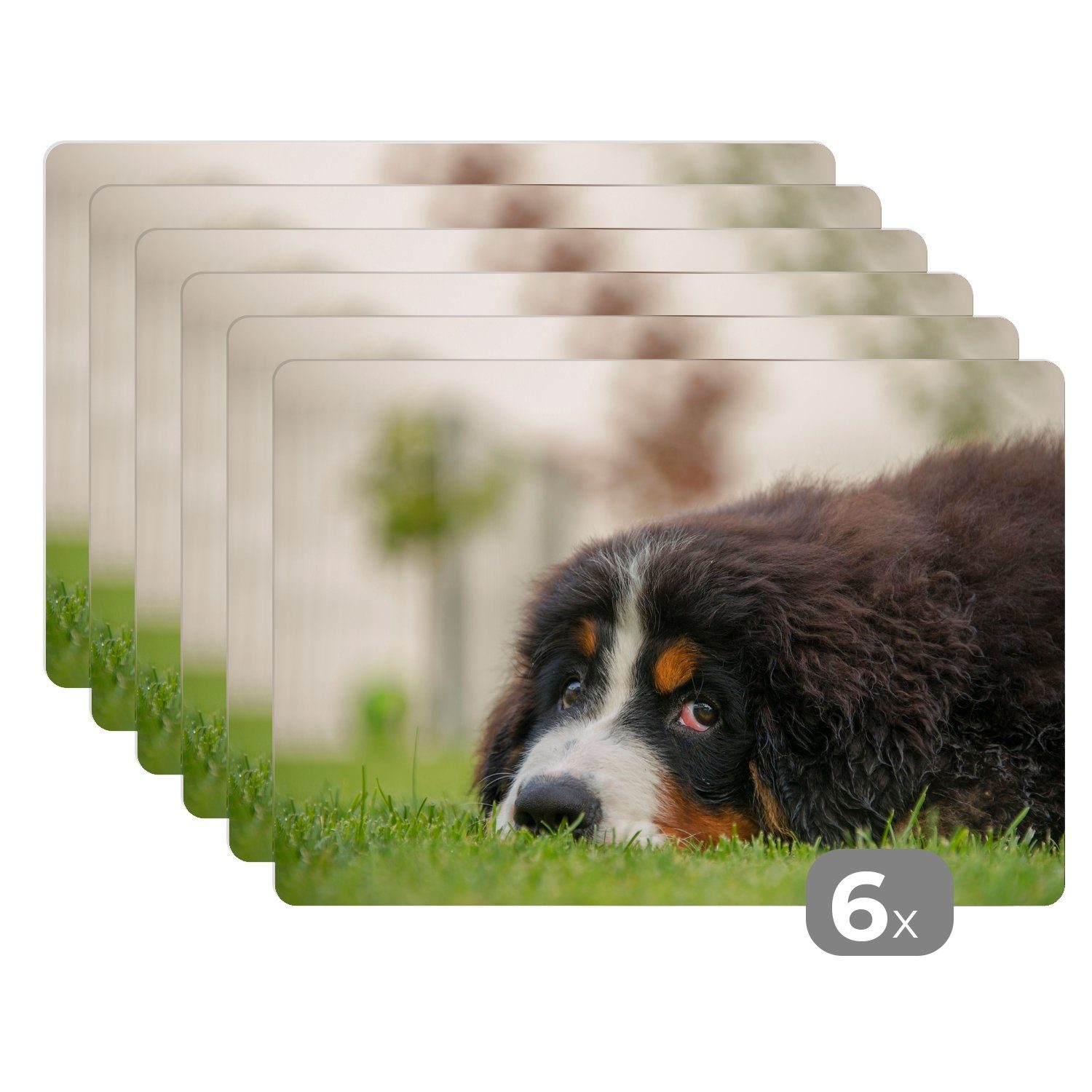 Platzset, Berner Sennenhund auf dem grünen Rasen liegend, MuchoWow, (6-St), Platzset, Platzdecken, Platzmatte, Tischmatten, Schmutzabweisend