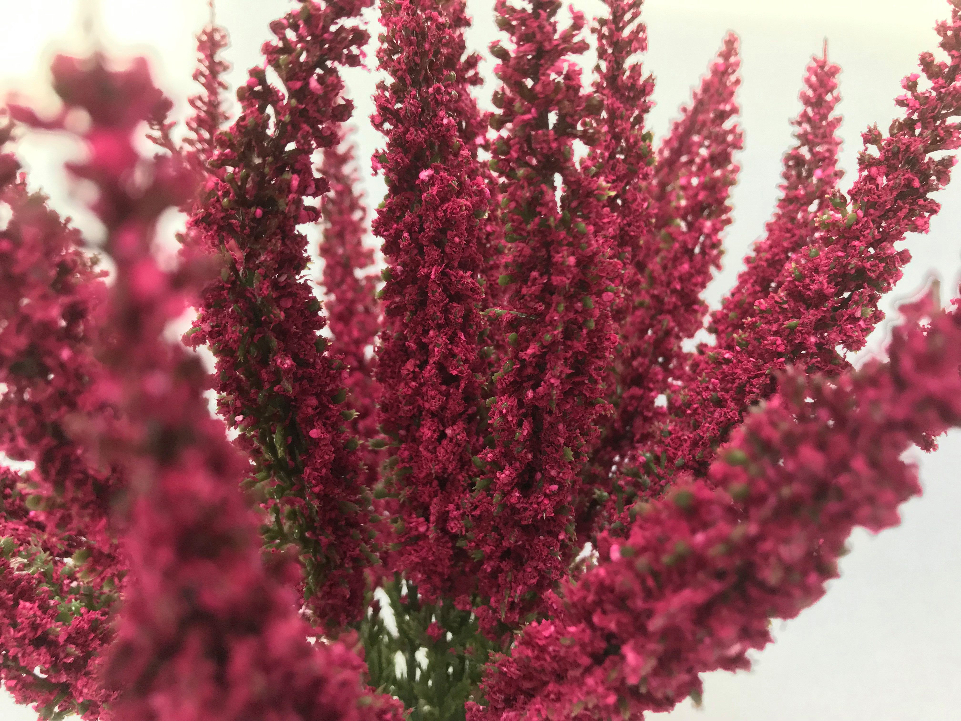 Kunstblume Erika Calluna auf Steckstab, Heidekraut günstig online kaufen