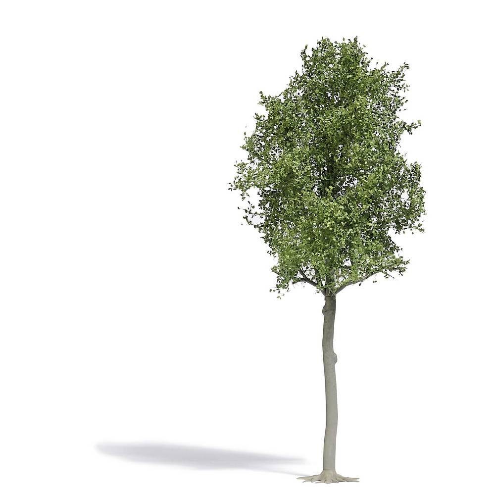 Modelleisenbahn-Baum H0 Waldlinde 170 mm