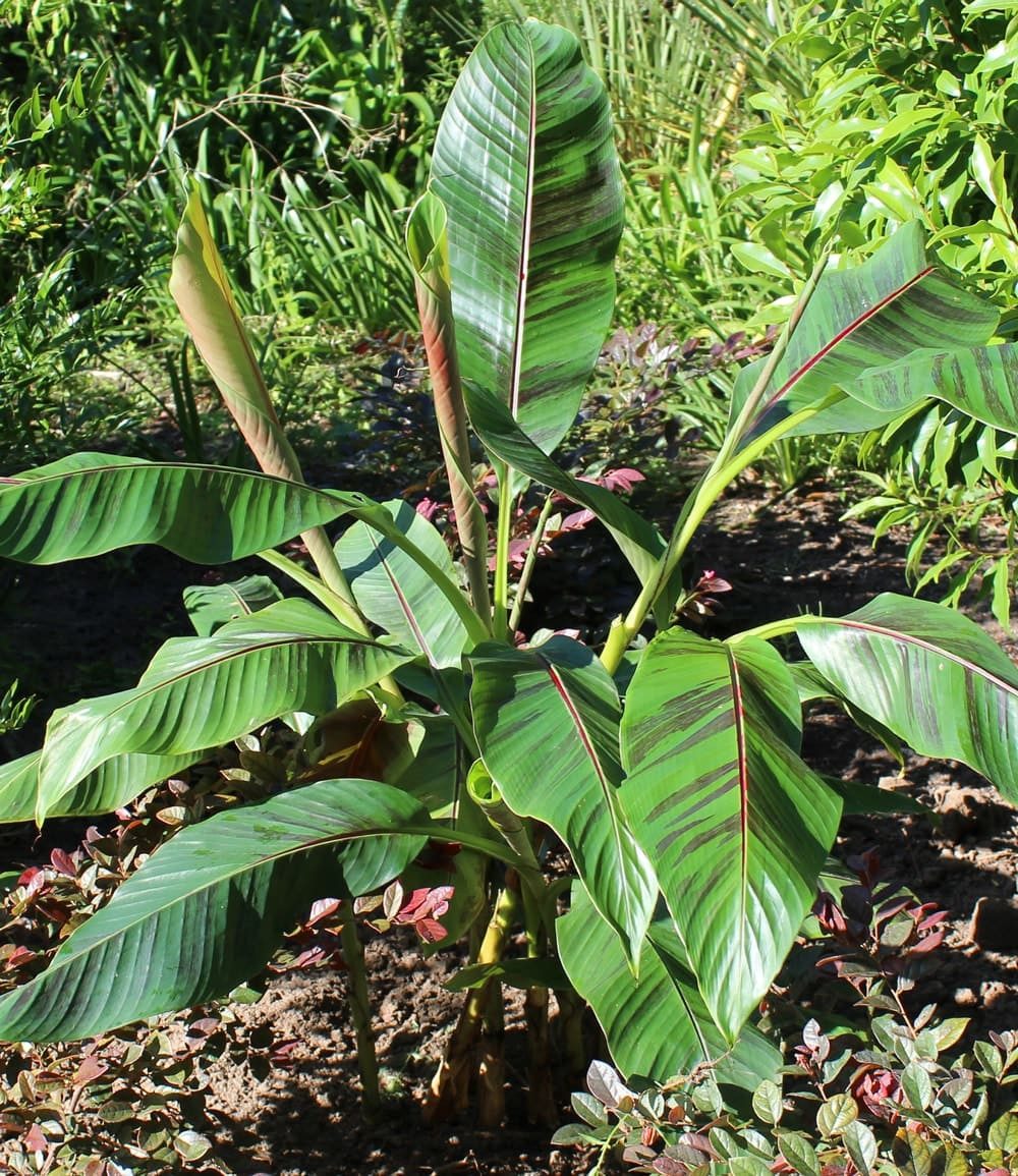 BALDUR Garten Bananenbaum Winterharte Banane 'rot', 1 St., Bananenstauden, winterhart, mehrjährig, pflegeleicht