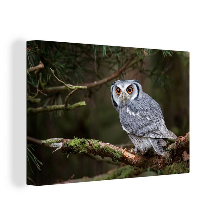 OneMillionCanvasses® Leinwandbild Eule - Vogel - Äste - Natur (1 St) Wandbild Leinwandbilder Aufhängefertig Wanddeko