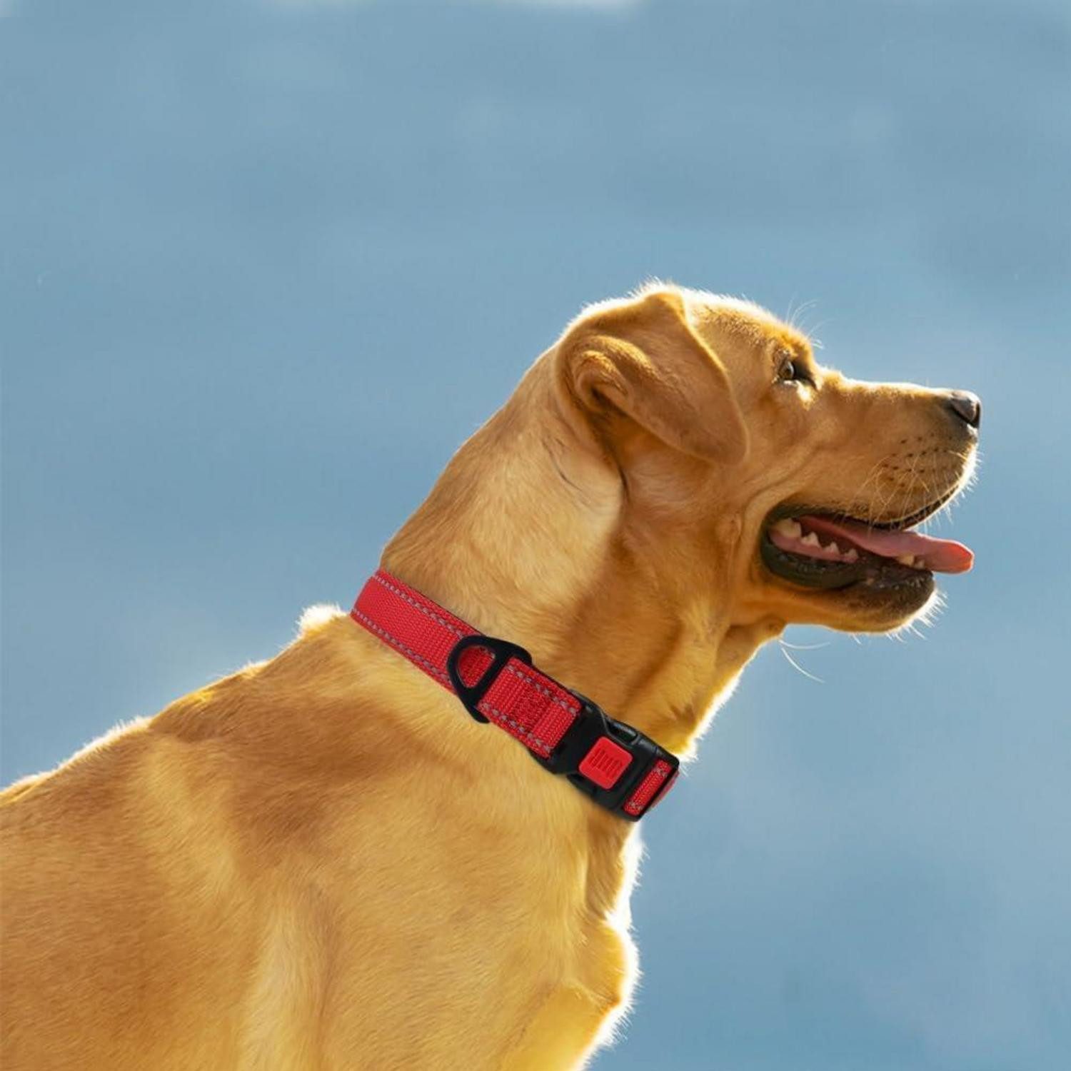 LuxusKollektion Hunde-Halsband Hundehalsband Rot M Neopren Gepolstert Reflektor